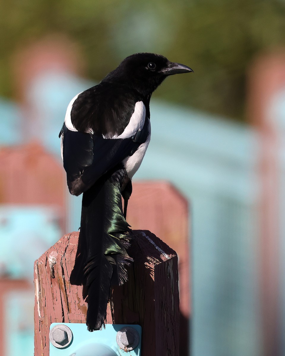 Black-billed Magpie - ML586539081