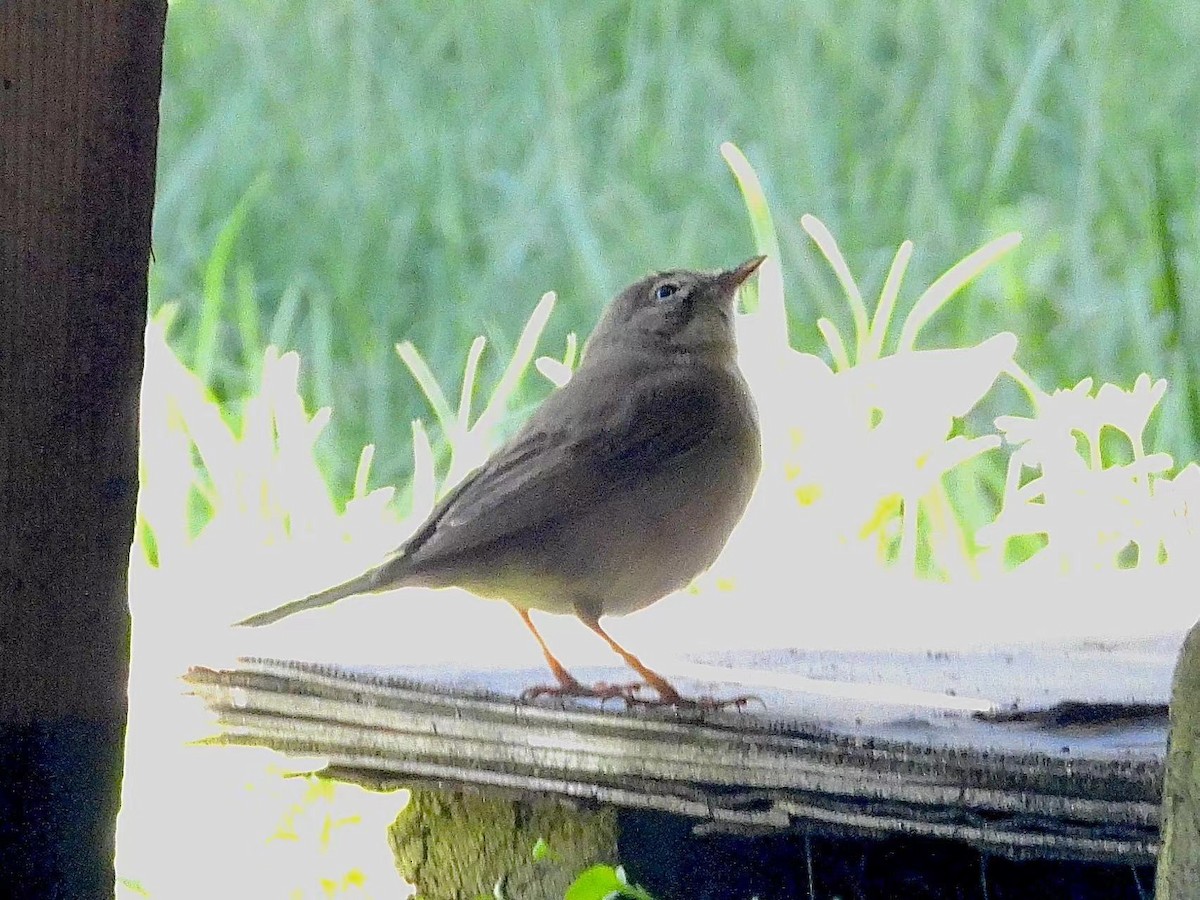 Sulphur-bellied Warbler - ML586539681