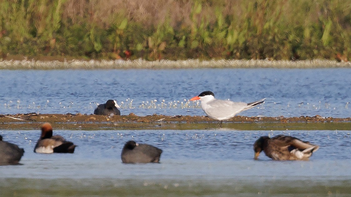 Caspian Tern - ML586540241