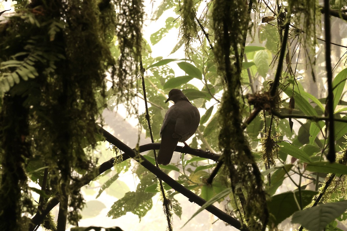 holub šedorůžový - ML586540461