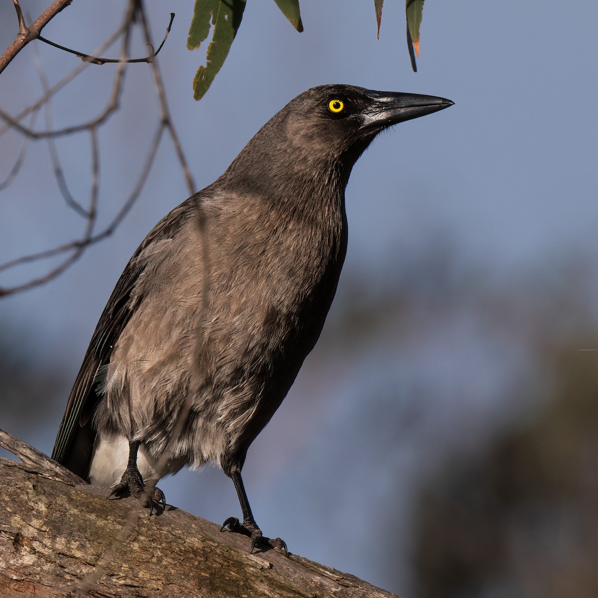 Gray Currawong - ML586541331