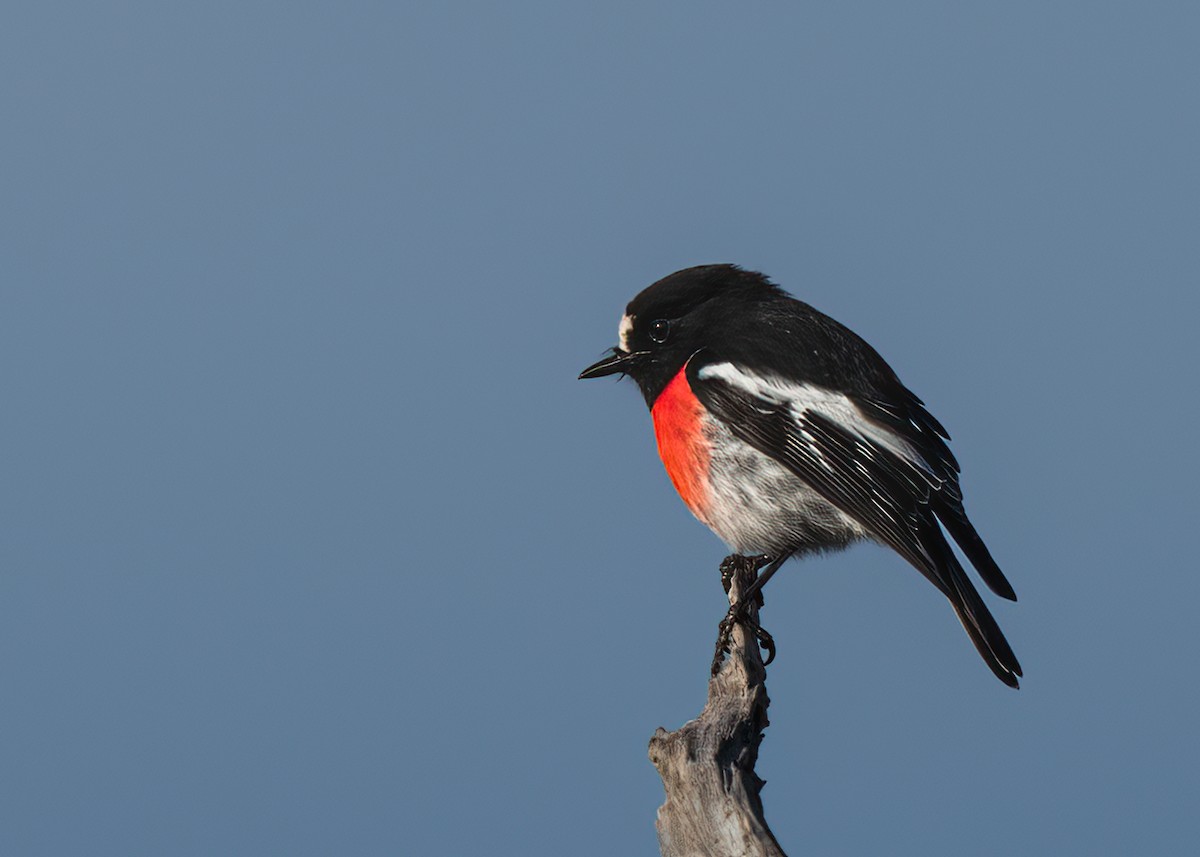 Scarlet Robin - ML586541371