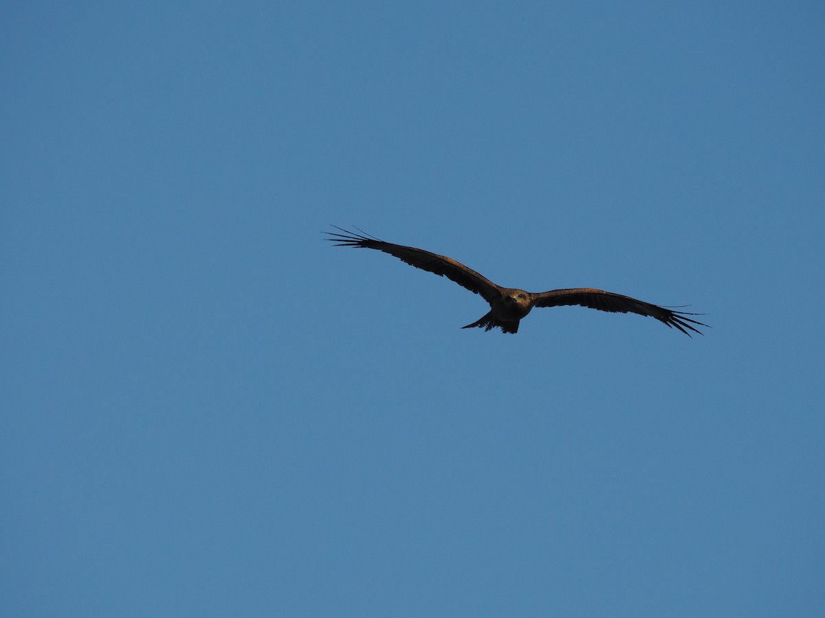 Black Kite - ML586543711