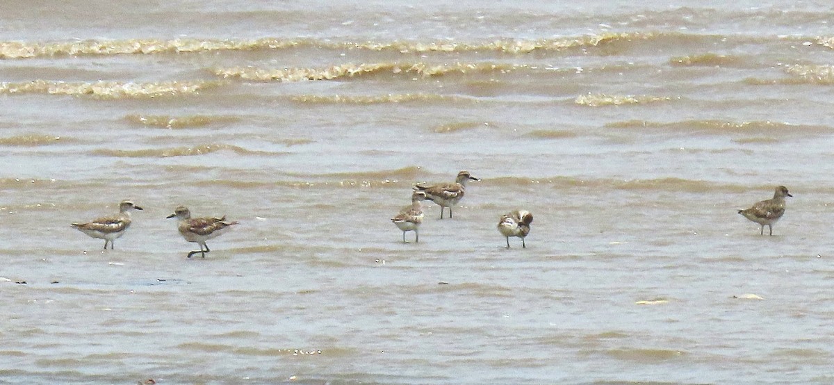 Black-bellied Plover - ML586543961