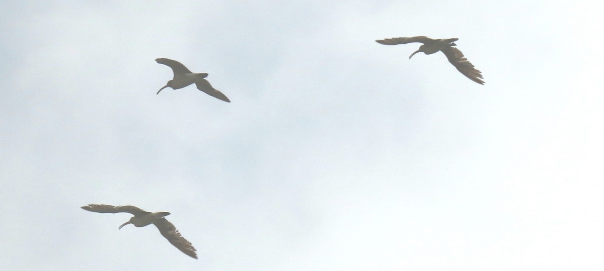 Whimbrel - Ashish Babre