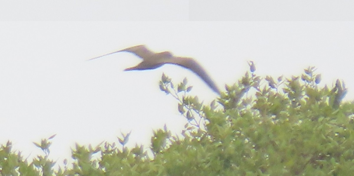 Brown Noddy - Ashish Babre