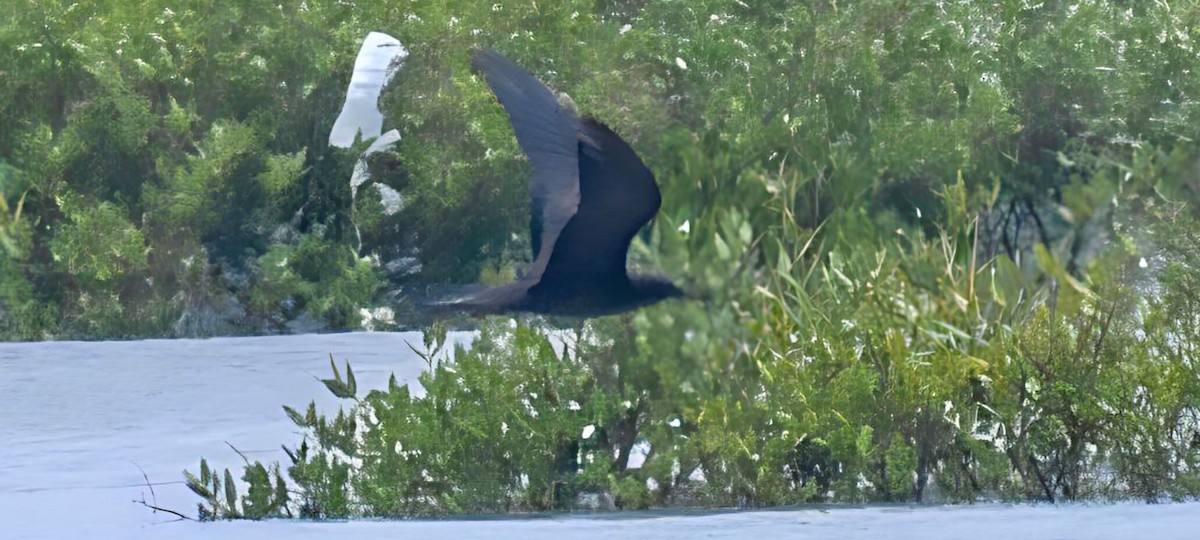 Brown Noddy - ML586545201