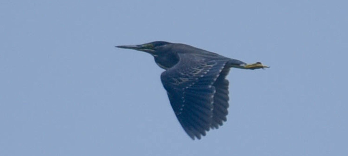 Striated Heron - Ashish Babre