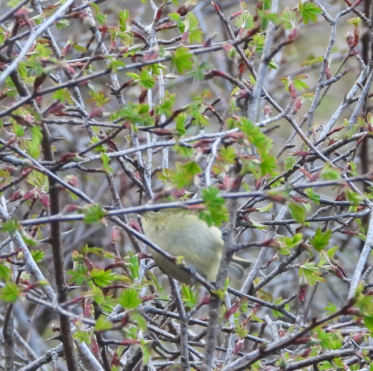 Yellow-browed Tit - Kalpesh Gaitonde