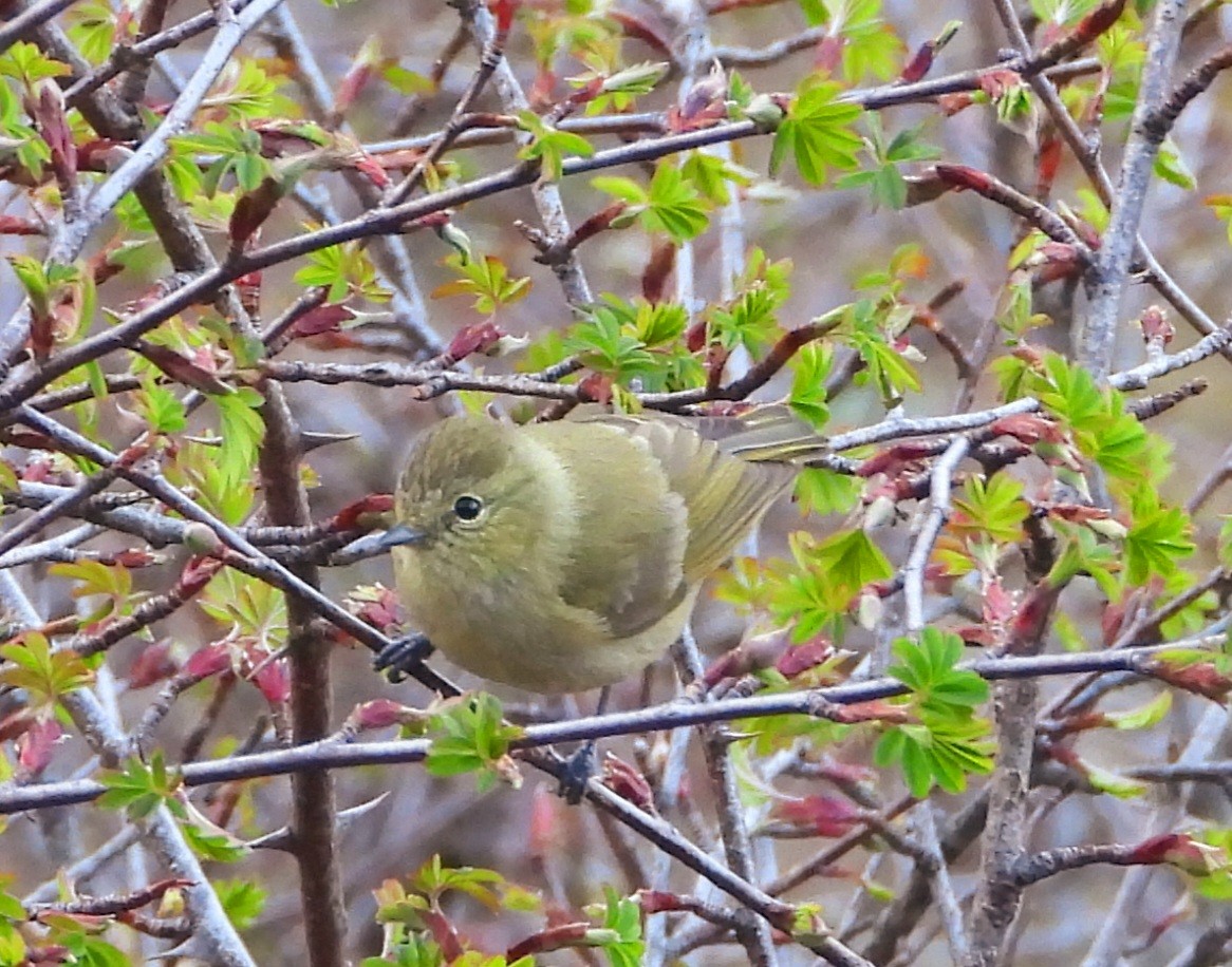 Yellow-browed Tit - Kalpesh Gaitonde