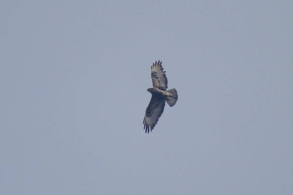 Common Buzzard (Corsican) - ML586546741