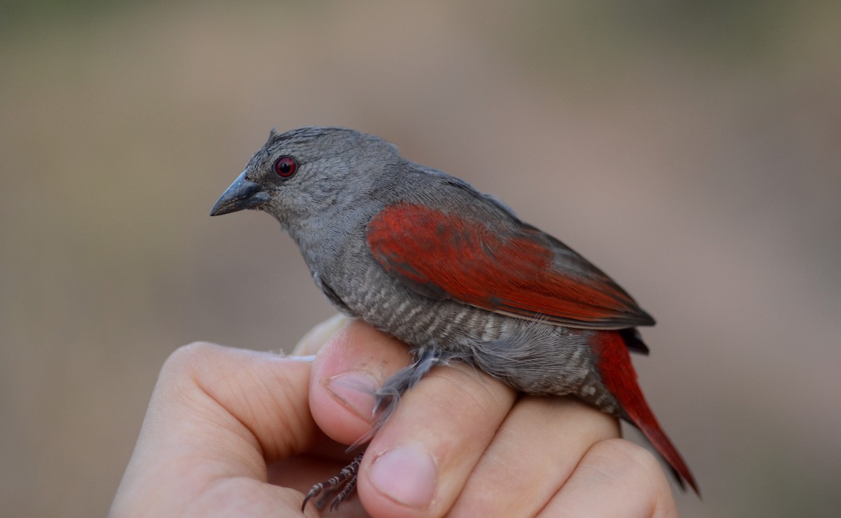 Red-winged Pytilia - ML586550591