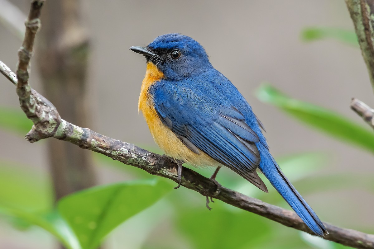 Mangrove Blue Flycatcher (Mangrove) - ML586551371