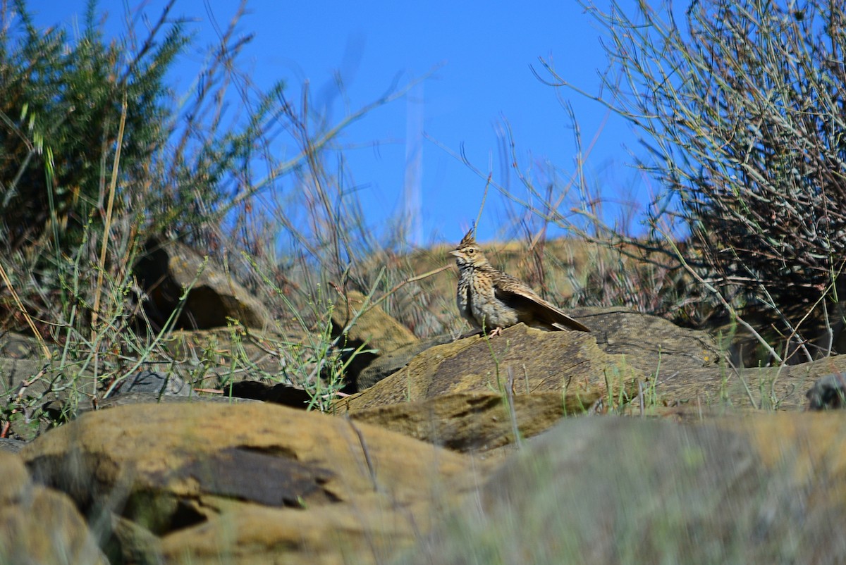 Crested Lark - ML586551451