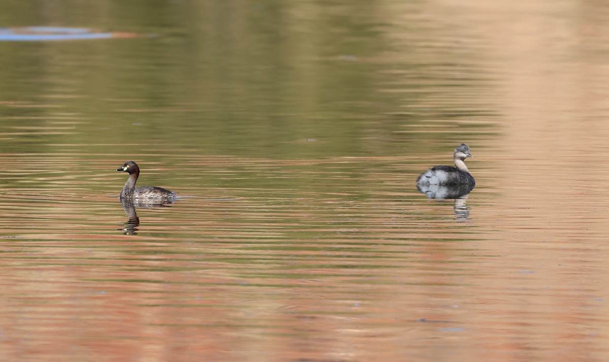 Hoary-headed Grebe - ML586551611