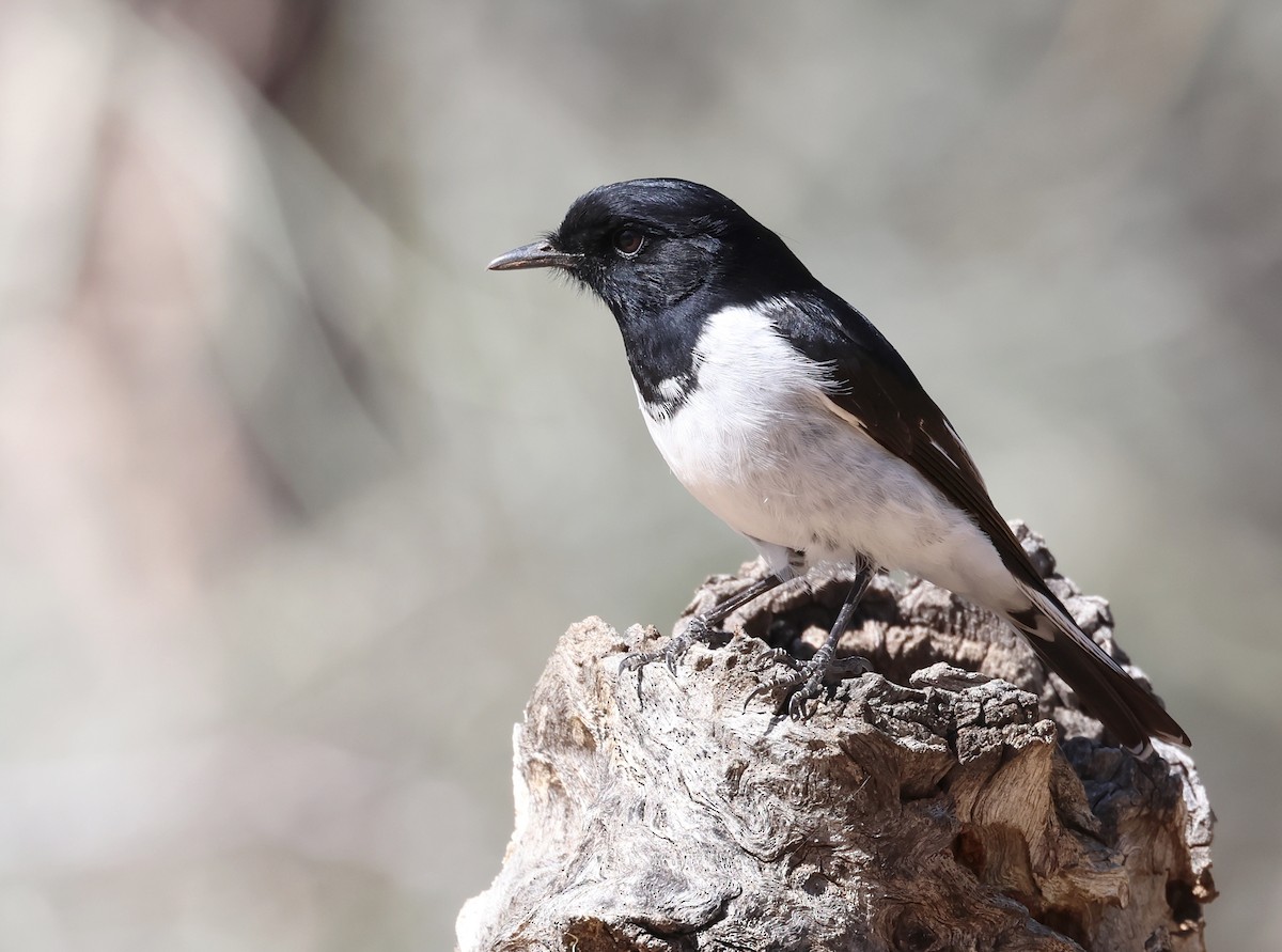 Hooded Robin - ML586552531