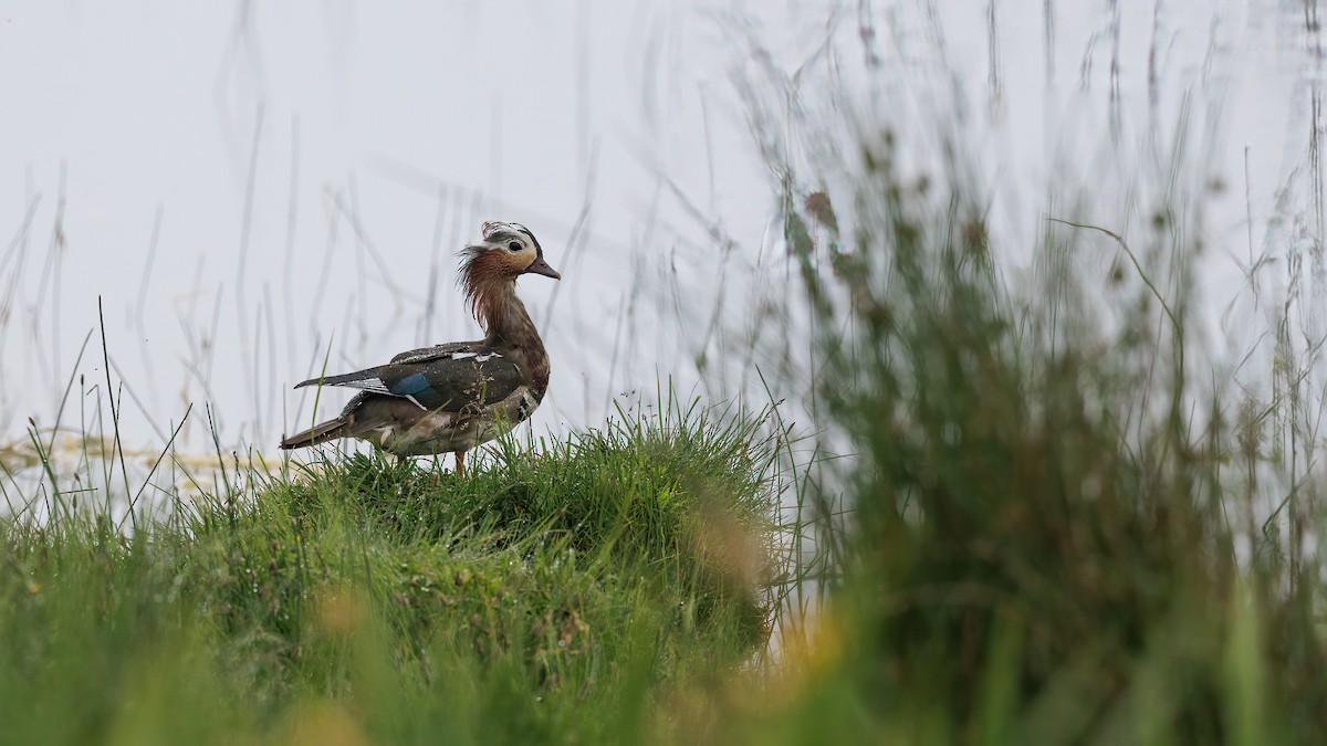 Mandarin Duck - ML586552721