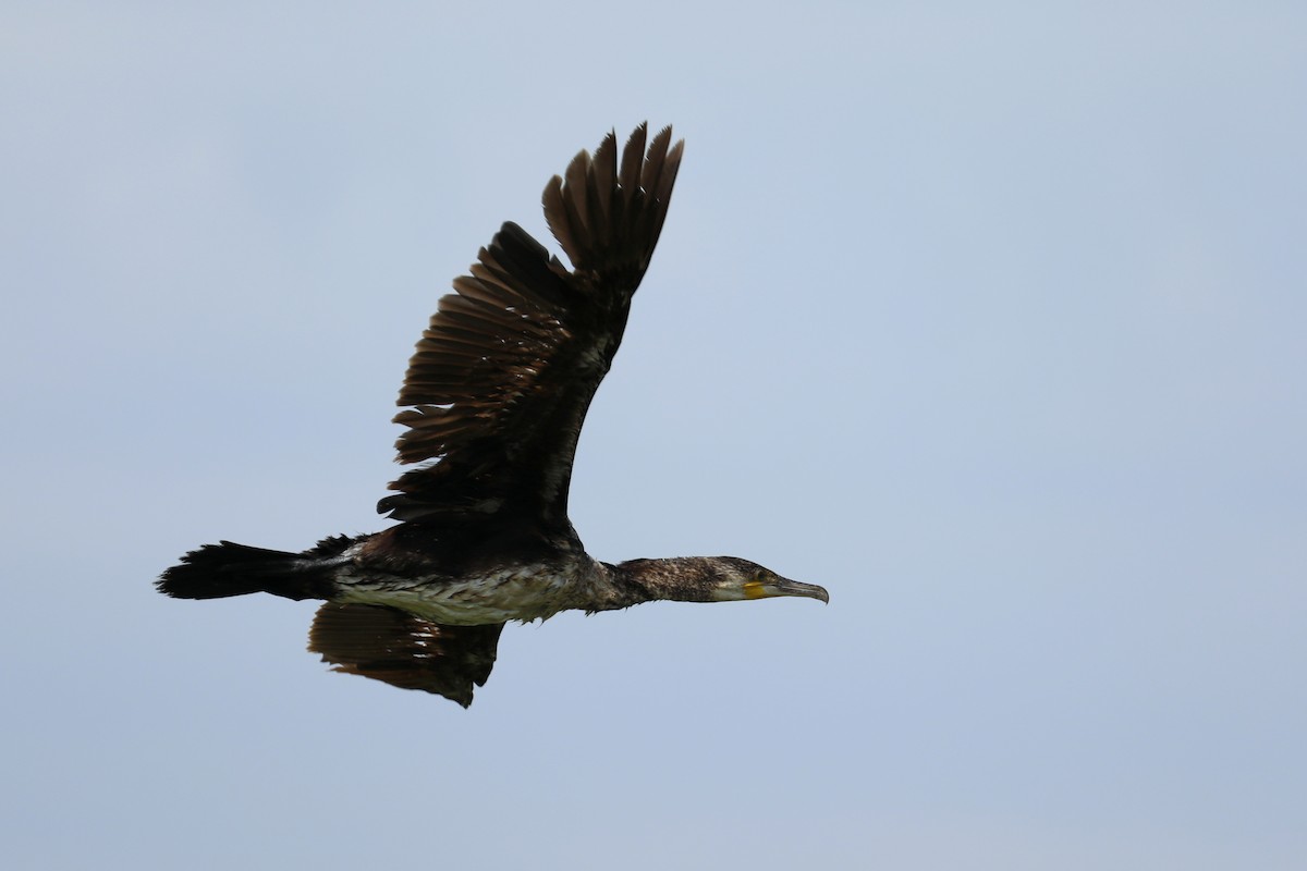 Great Cormorant - ML586552741