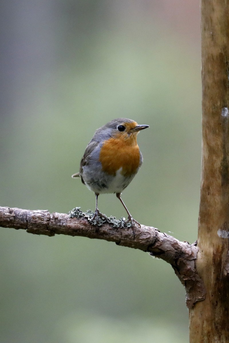 European Robin - Leif Hoven