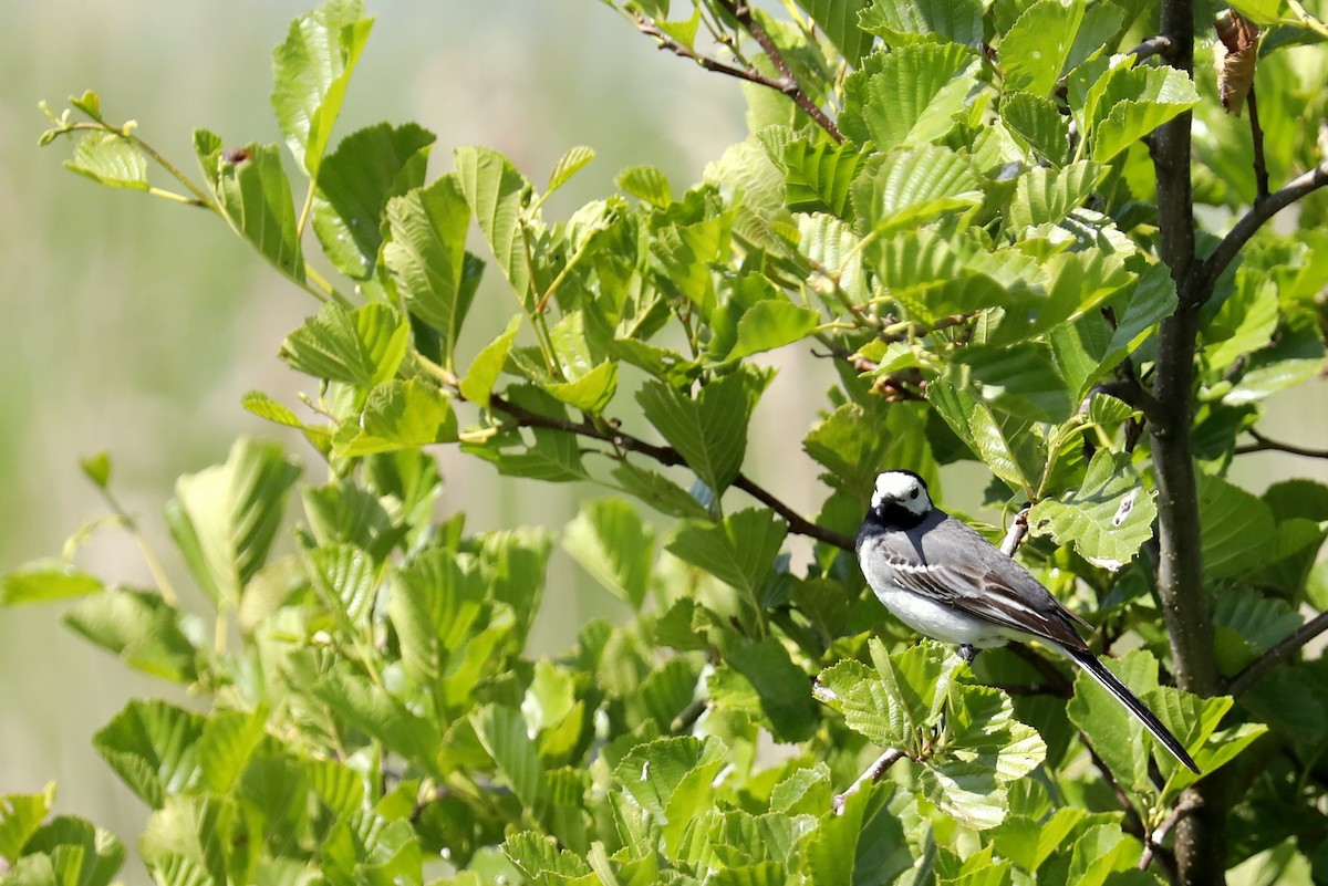 White Wagtail - Leif Hoven
