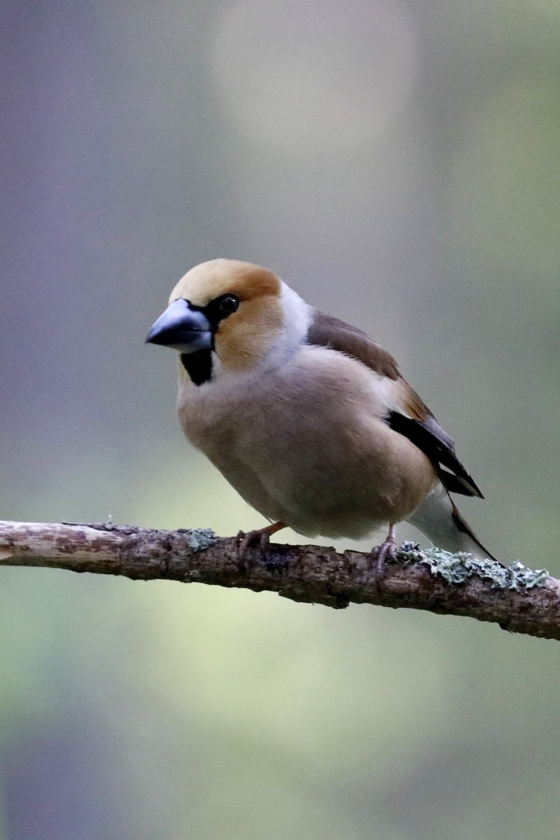 Hawfinch - Leif Hoven