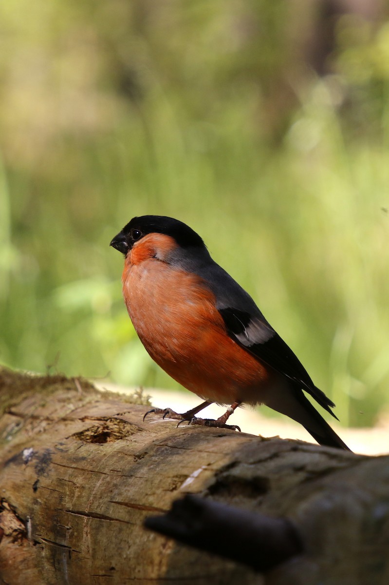 Eurasian Bullfinch - Leif Hoven