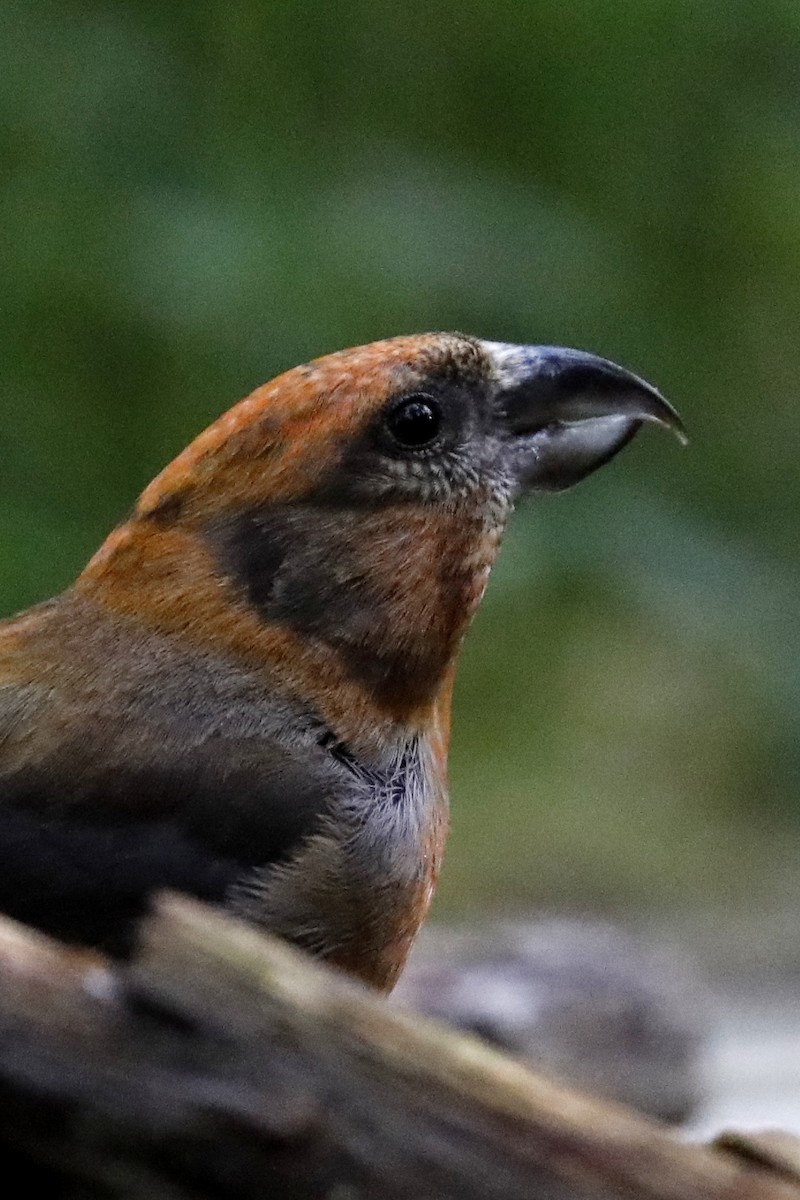 Red Crossbill - Leif Hoven