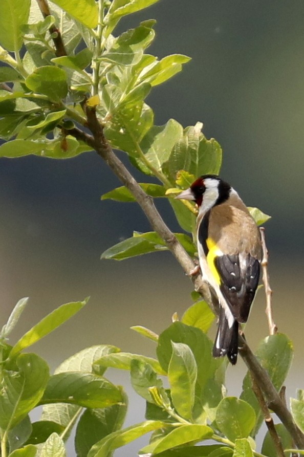 European Goldfinch - Leif Hoven