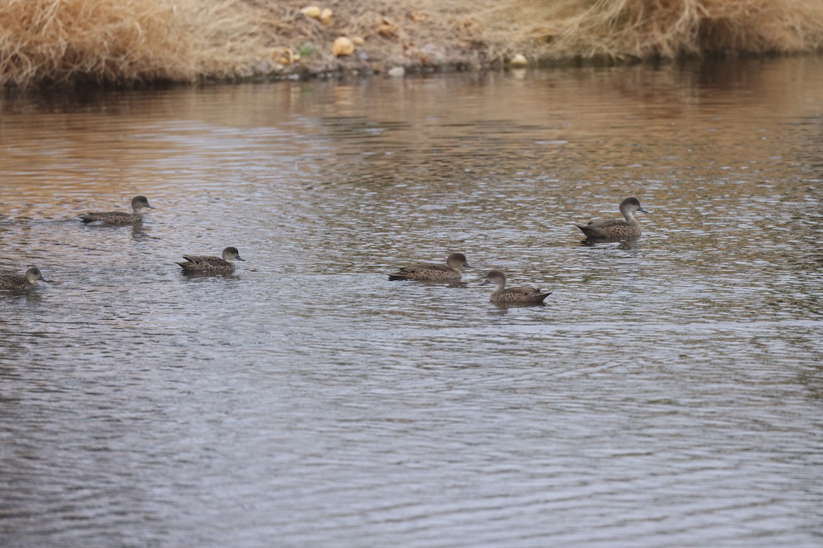 Gray Teal - Luke sbeghen