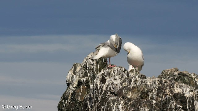 Gaviota de Bering - ML586554771