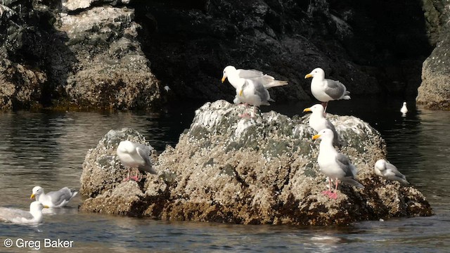 Glaucous-winged Gull - ML586554781