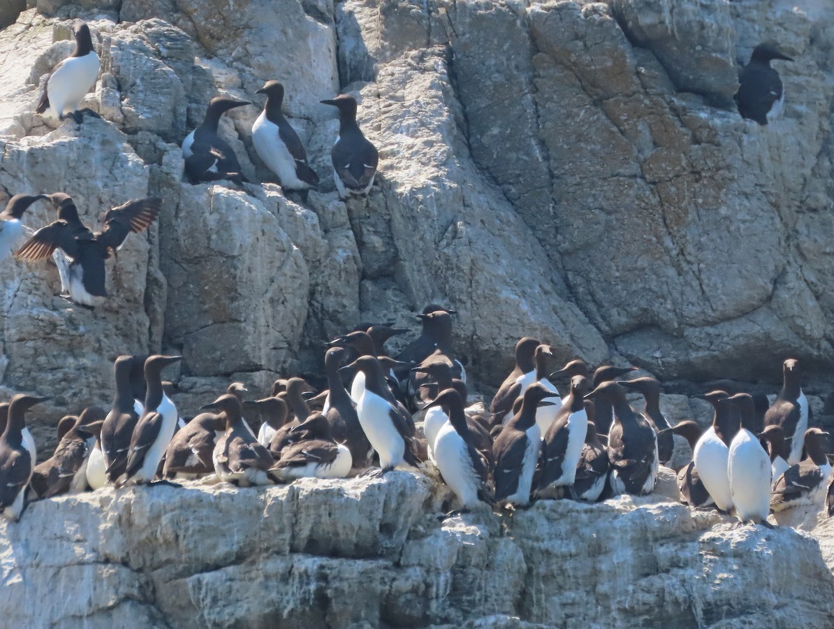 Common Murre - ML586554951