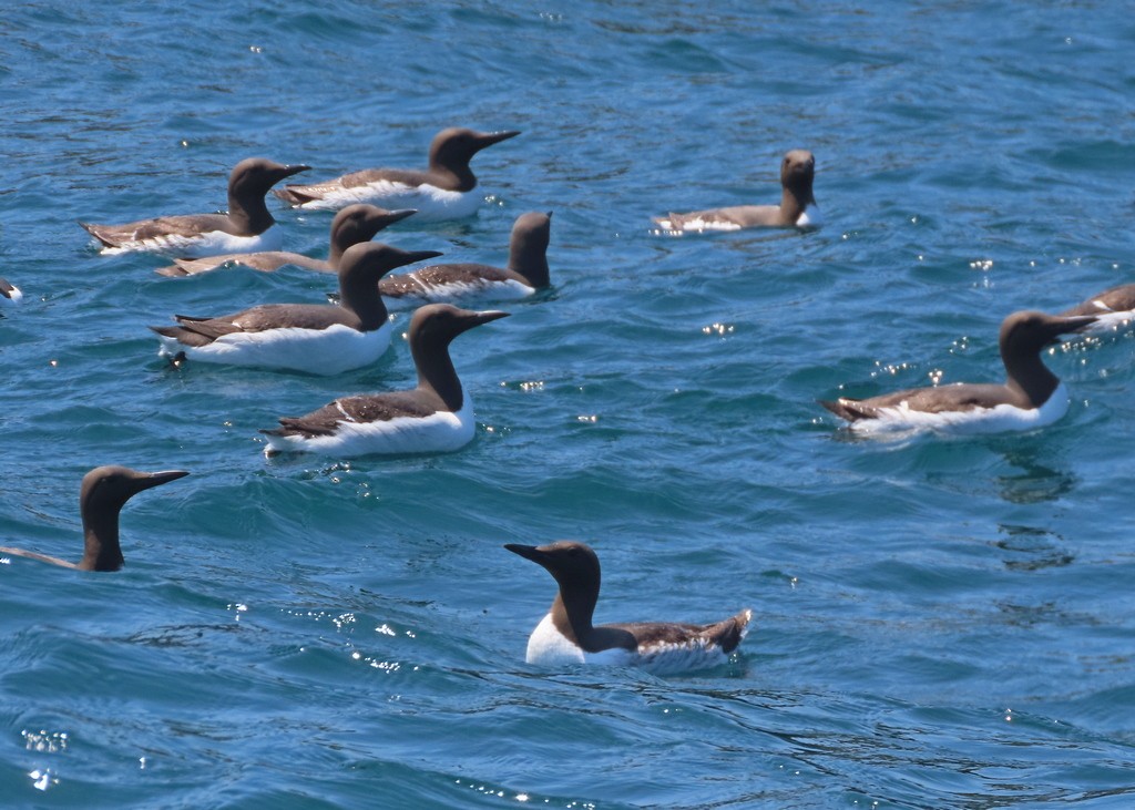 Common Murre - ML586554961