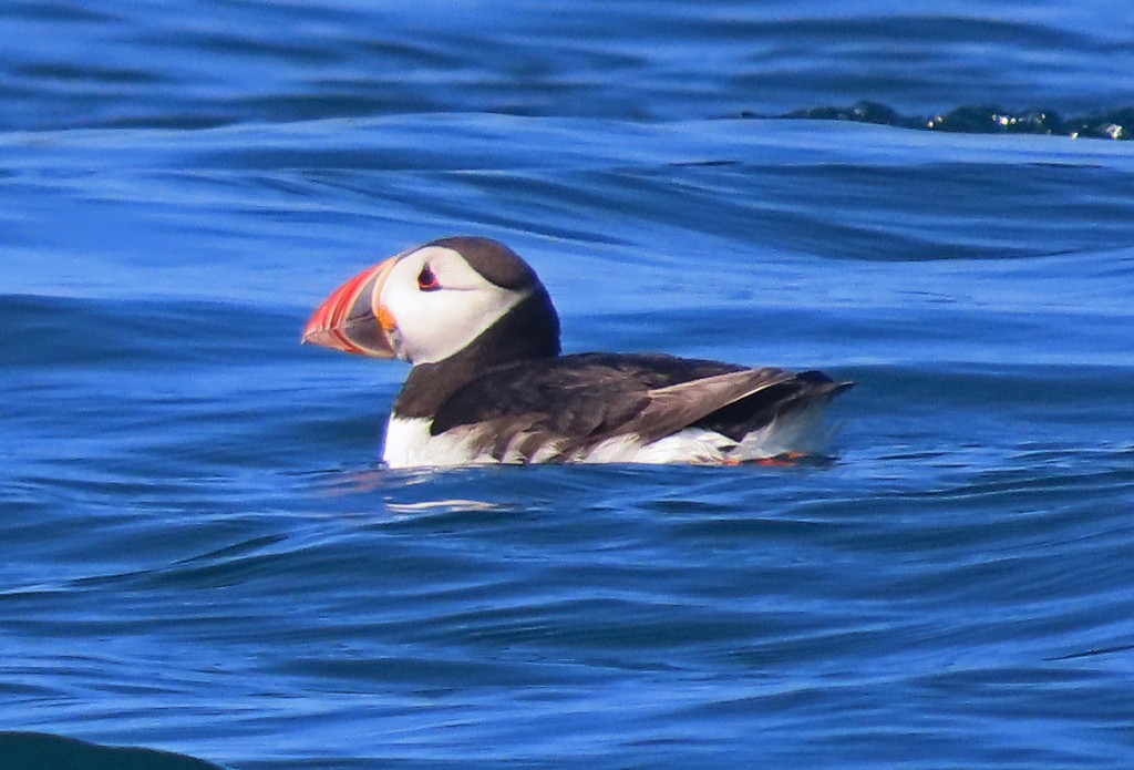 Atlantic Puffin - ML586555001
