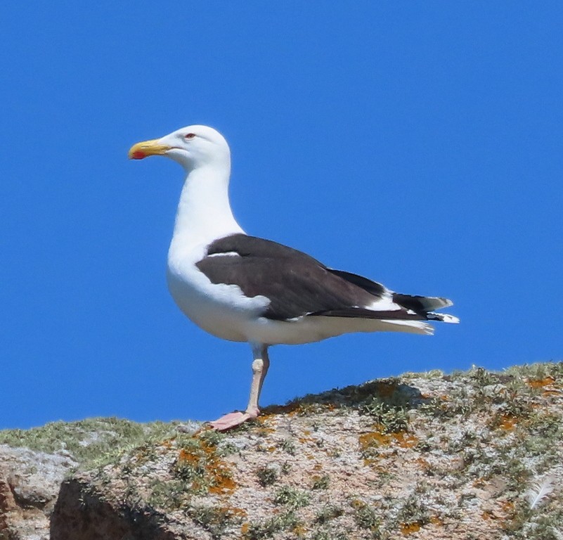 Great Black-backed Gull - ML586555061