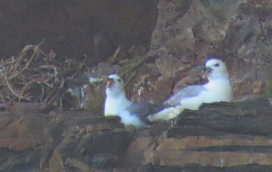 Northern Fulmar - ML586555071