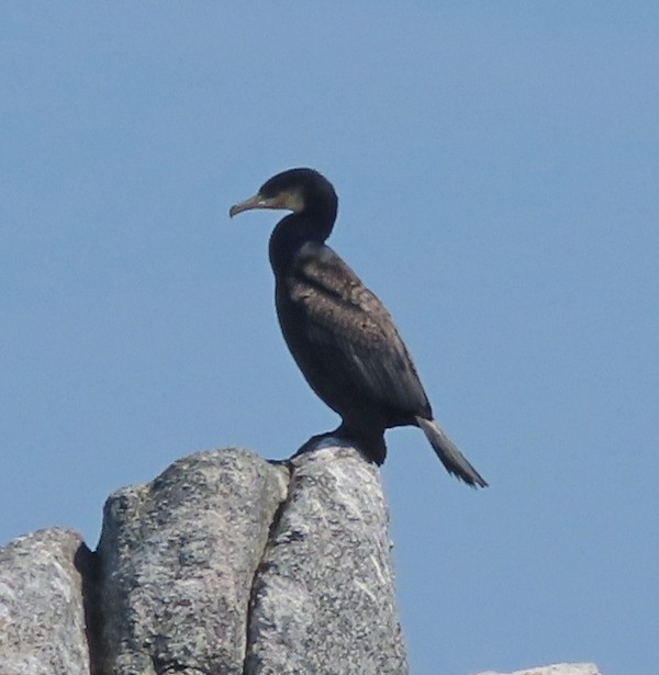 Тураг гогой - ML586555111