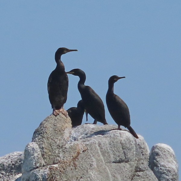 European Shag - ML586555131