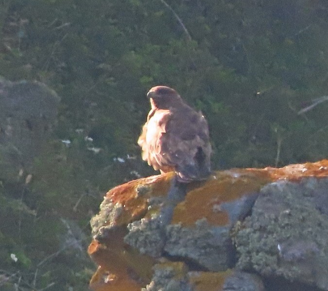 Ойн сар - ML586555161