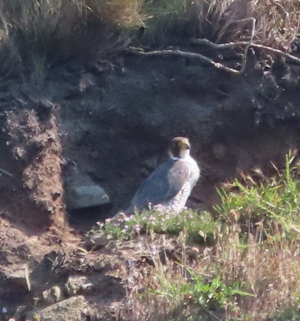 Эгэл шонхор - ML586555221