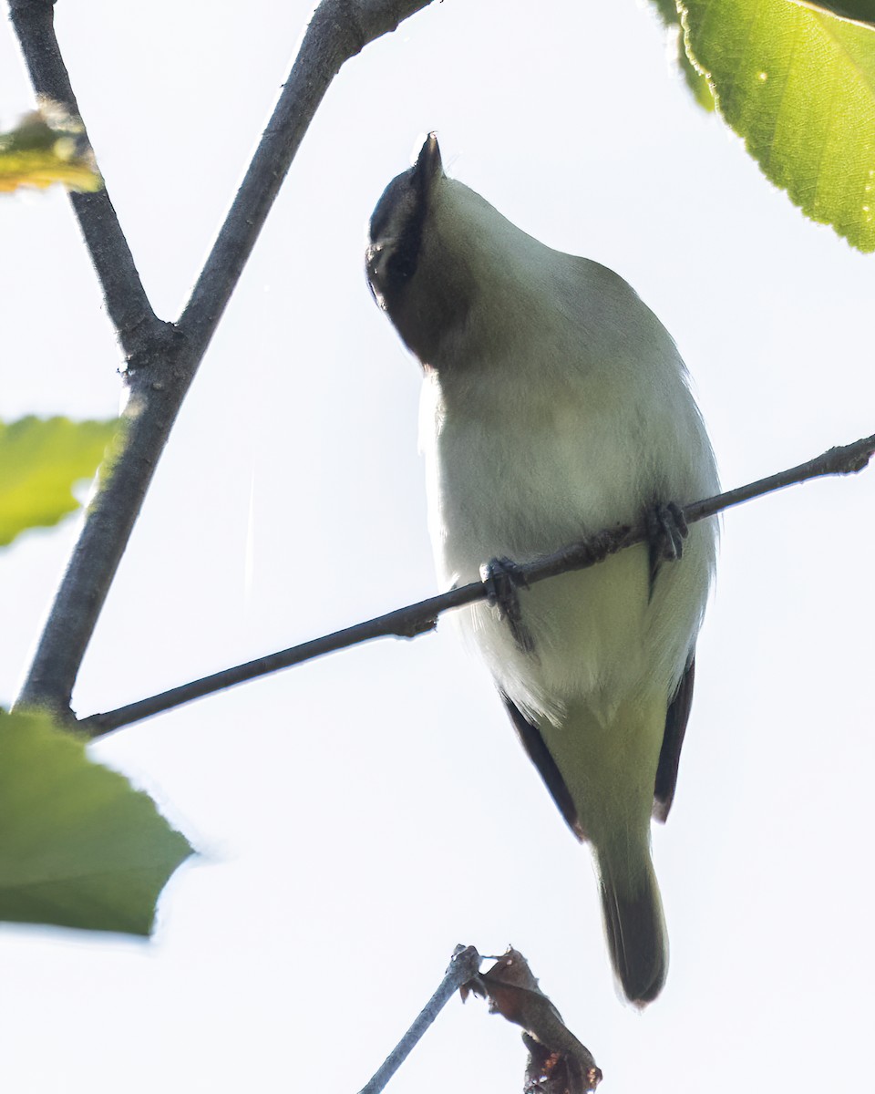 Red-eyed Vireo - ML586555311