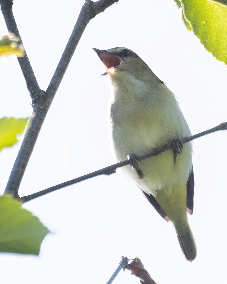 Kızıl Gözlü Vireo - ML586555331