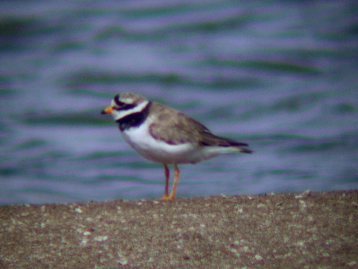 Common Ringed Plover - ML586555391