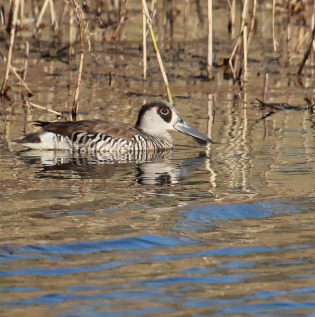 Pink-eared Duck - ML586555781