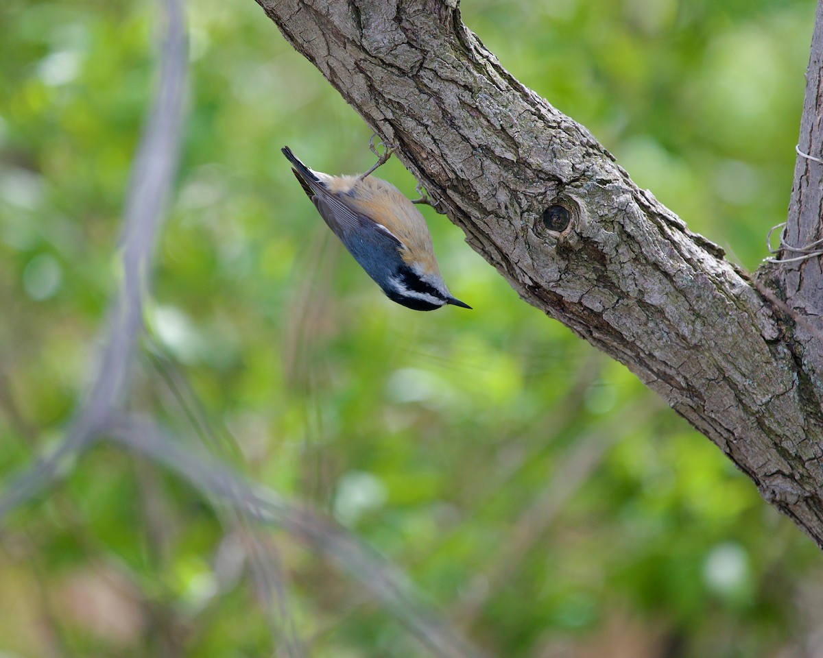 Red-breasted Nuthatch - ML586558101