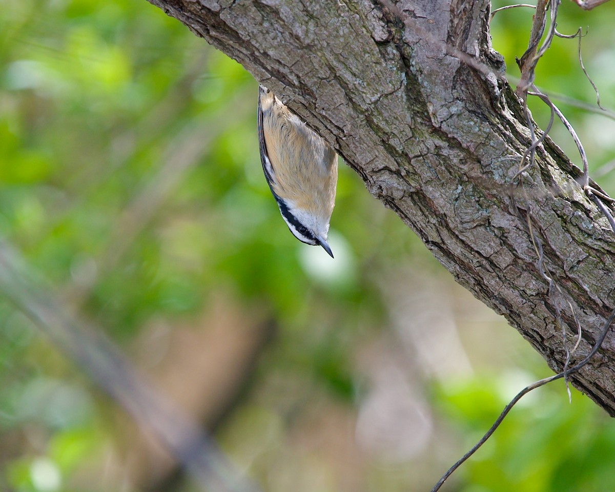 Red-breasted Nuthatch - ML586558111