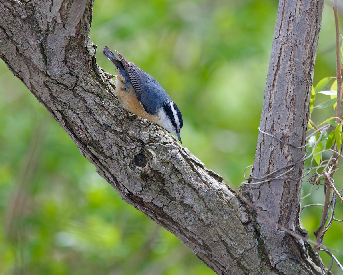 Red-breasted Nuthatch - ML586558121