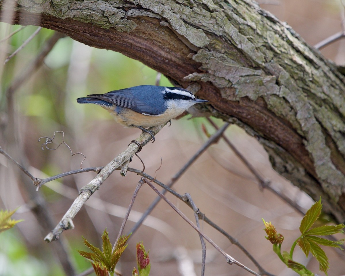 Red-breasted Nuthatch - ML586558131