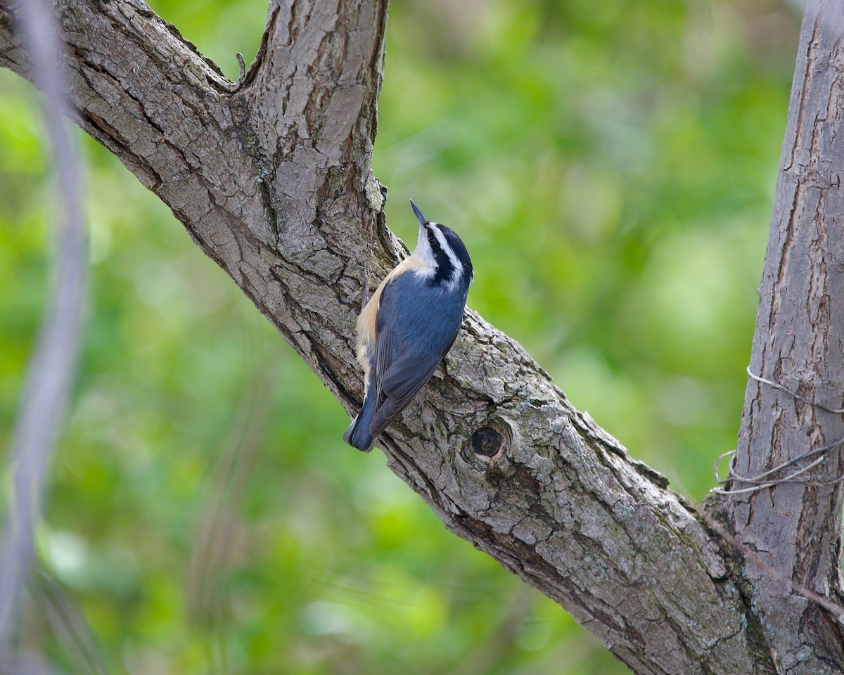 Red-breasted Nuthatch - ML586558141