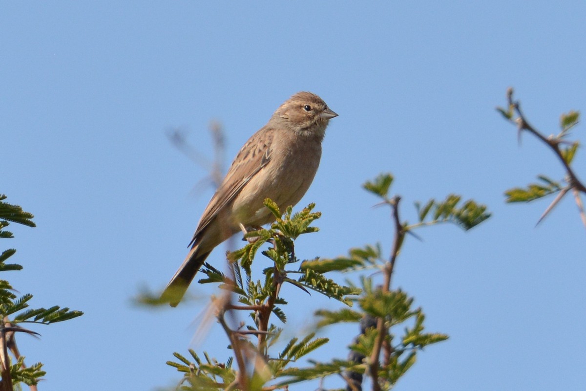 Lark-like Bunting - ML586559151